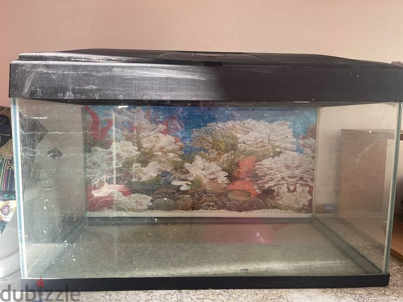 2 fish tank with 2 fishes and filter oxygen pump 2