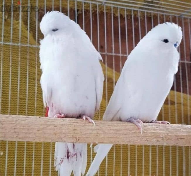 English budgies for sale 0