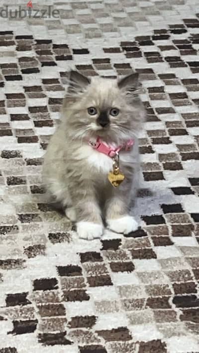 Himalayan cat for sale