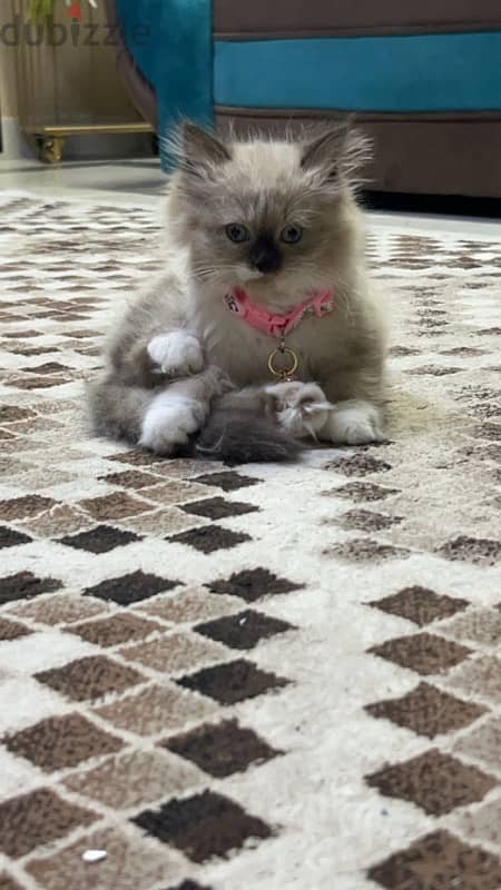 Himalayan cat for sale 1