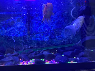 Aquarium for urgent sale