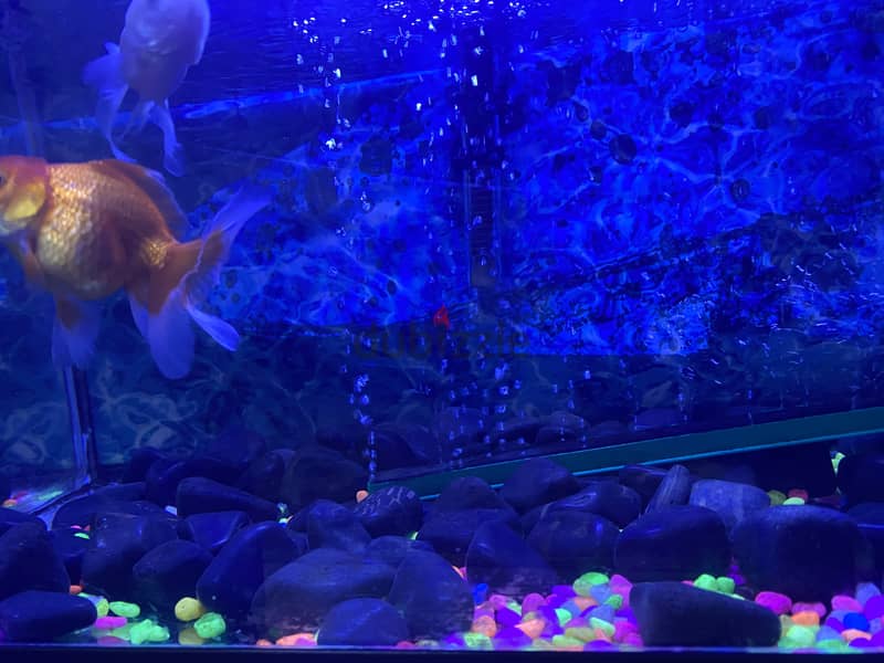 Aquarium for sale 1