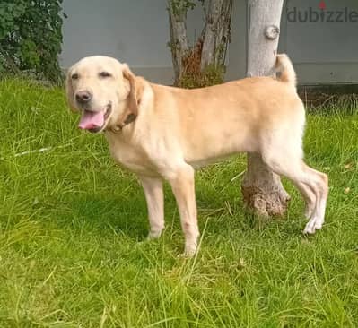 female labrador pupis for seal