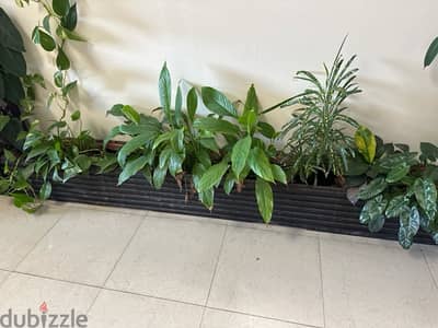 Indoor Plants for sale