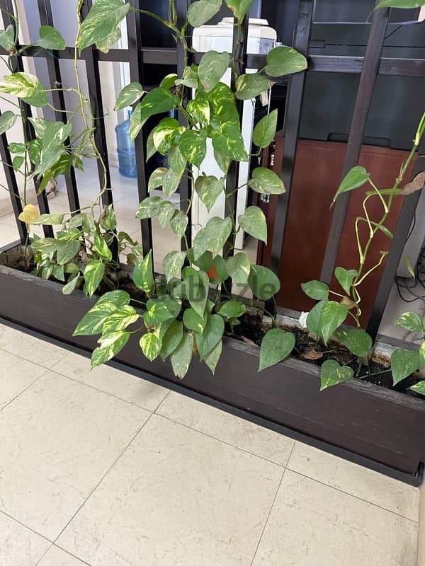 Indoor Plants for sale 1