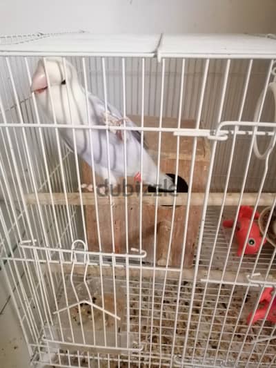 Tamed loved bird for sale