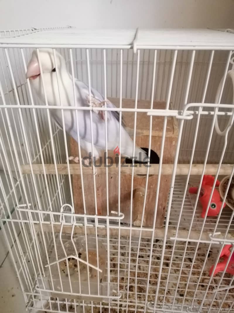 Tamed loved bird for sale 0