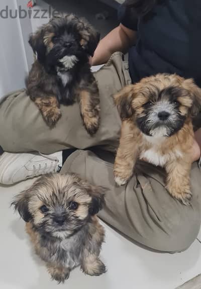 3 months old Shih Tzu puppies for sale