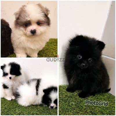 Pomeranian, mini toy poodle, pekingese