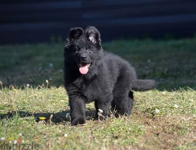 Show prospective german shepherd german imported pups for sale