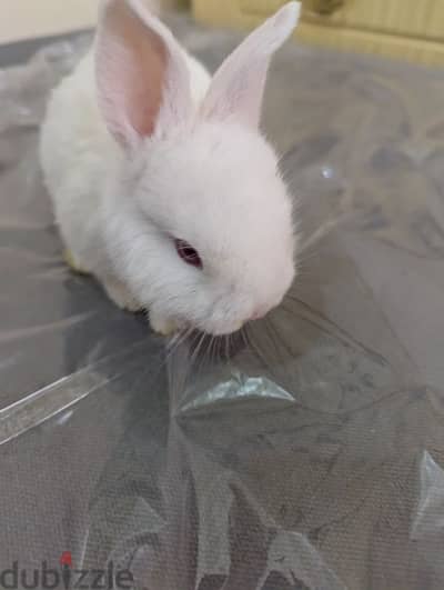 Rabbit for sale