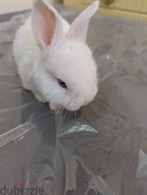 Rabbit for sale 0