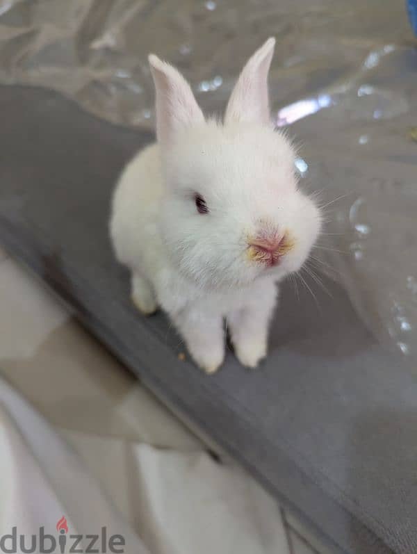 Rabbit for sale 1