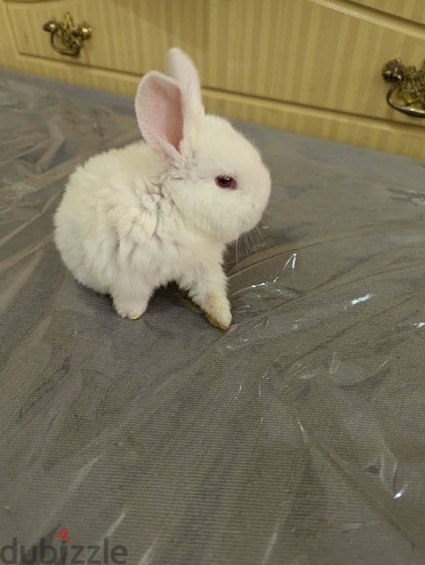 Rabbit for sale 2