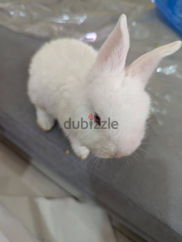 Rabbit for sale 3