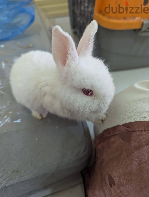 Rabbit for sale 4