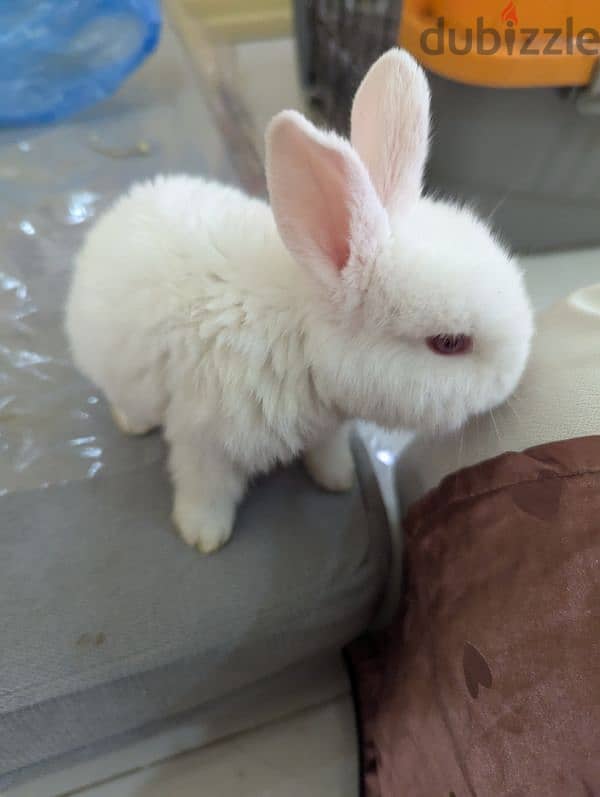 Rabbit for sale 5