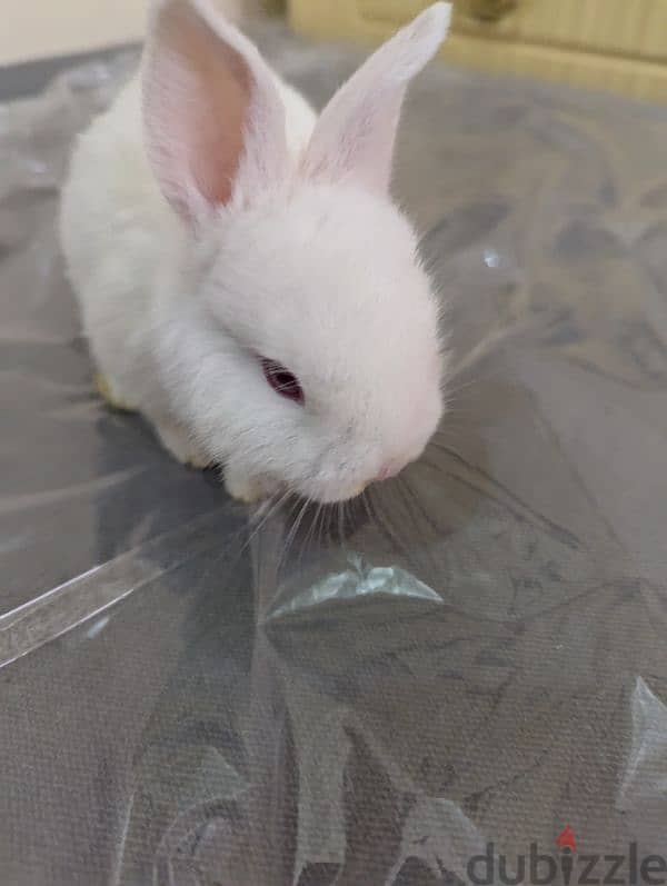 Rabbit for sale 7