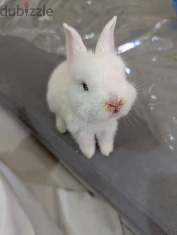 Rabbit for sale 8