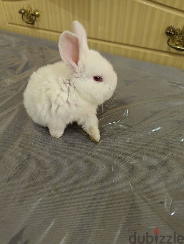 Rabbit for sale 9