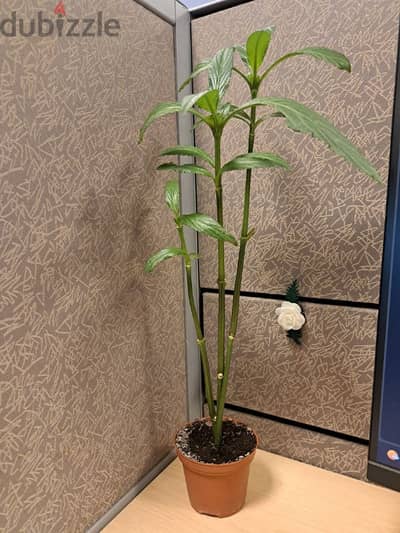 Beautiful Indoor-Outdoor plant for sale