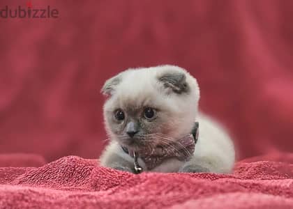 Scottish fold