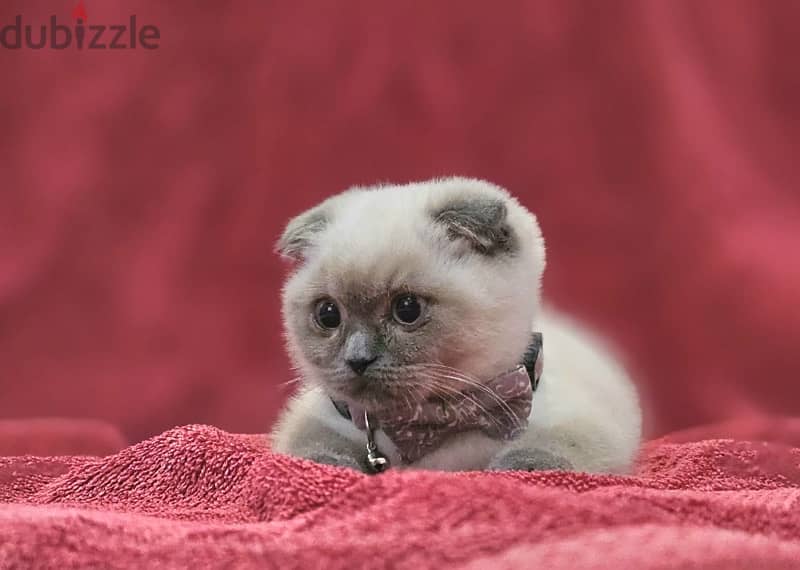 Scottish fold 0