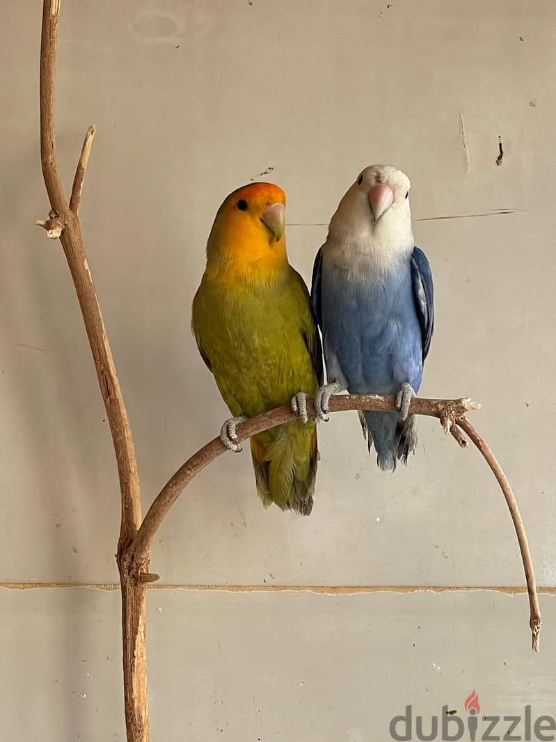 12 bd love bird pair fix price 1