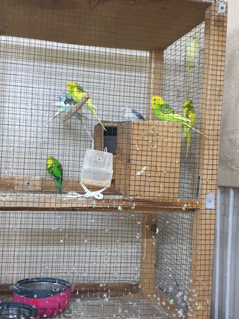 11 adult pair with big cage all for 55bd with feed 4