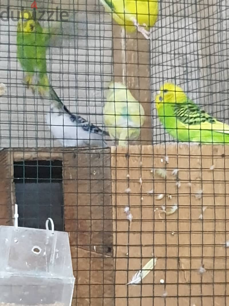 11 adult pair with big cage all for 55bd with feed 5