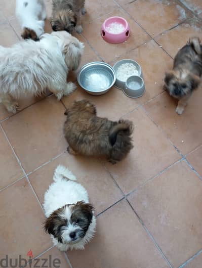 Puppies mixed breed pet for sale