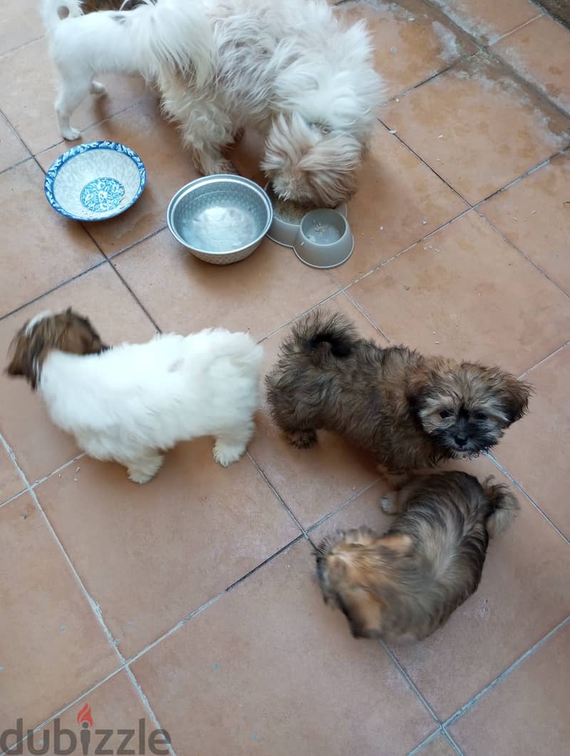 Puppies mixed breed pet for sale 1