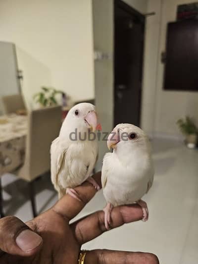 African love birds