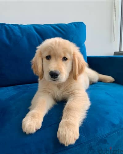 Golden retriever puppy  for sale.