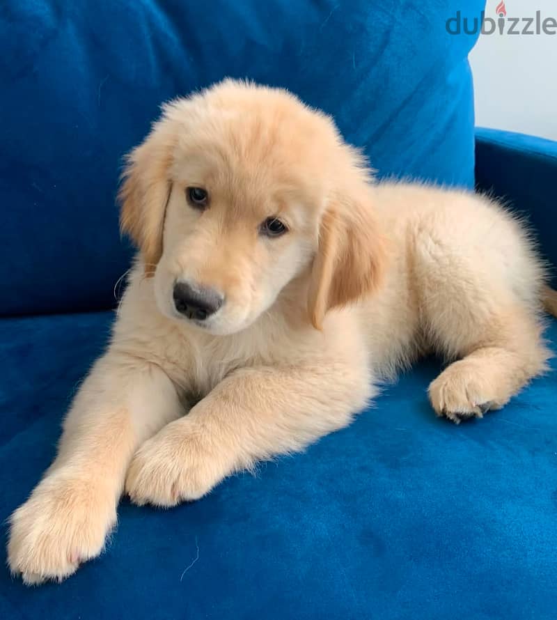 Golden retriever puppy  for sale. 1