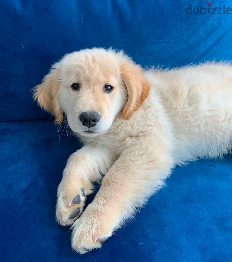 Golden retriever puppy  for sale. 2