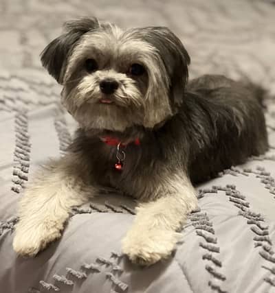 Shih Tzu beautiful trained vaccinations