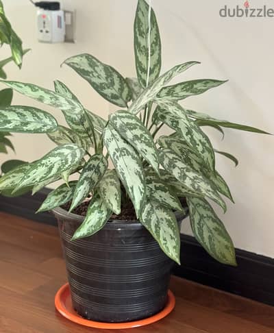 Indoor plant for sale - immediate selling