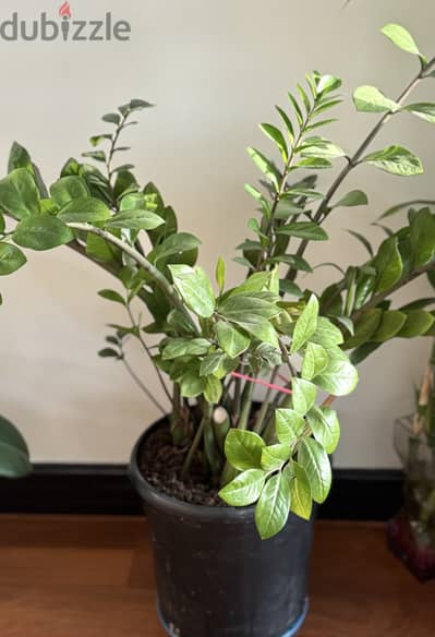 Indoor plant for sale - Inmediate selling