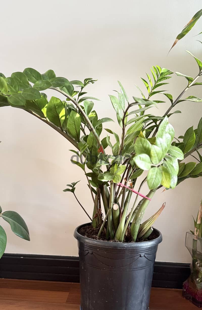 Indoor plant for sale - Inmediate selling 1