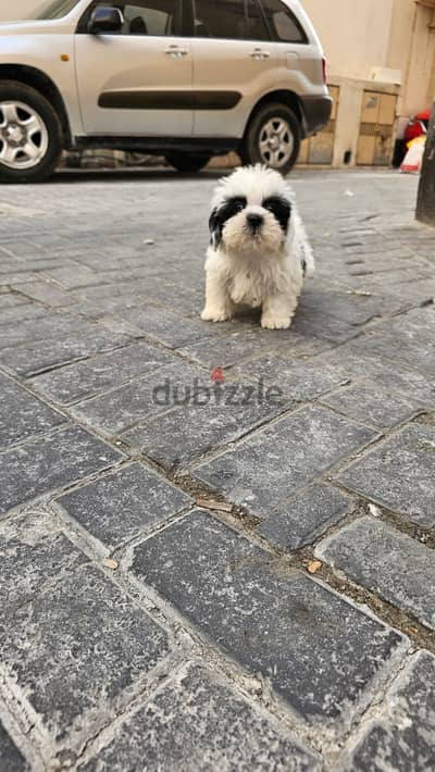 MALE SHIHTZU