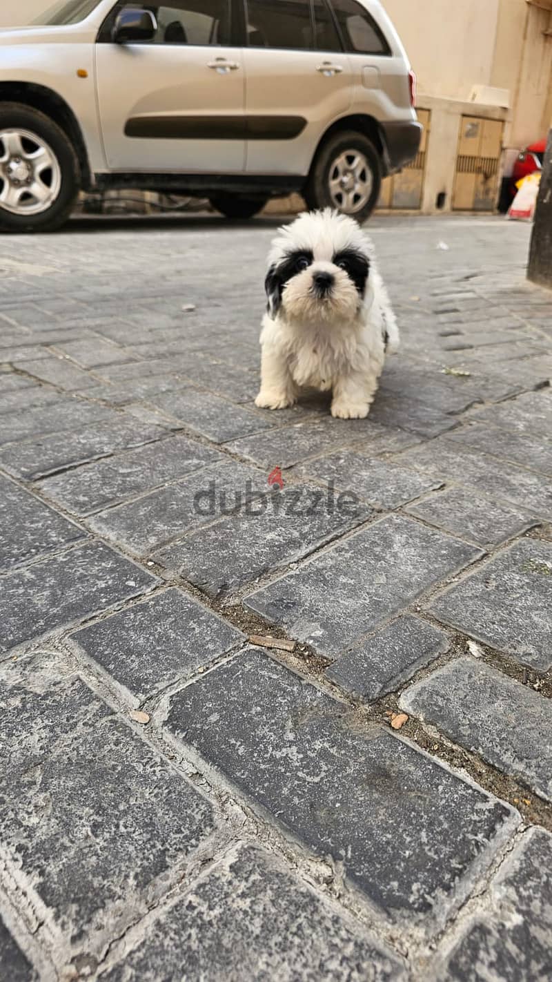 MALE SHIHTZU 0