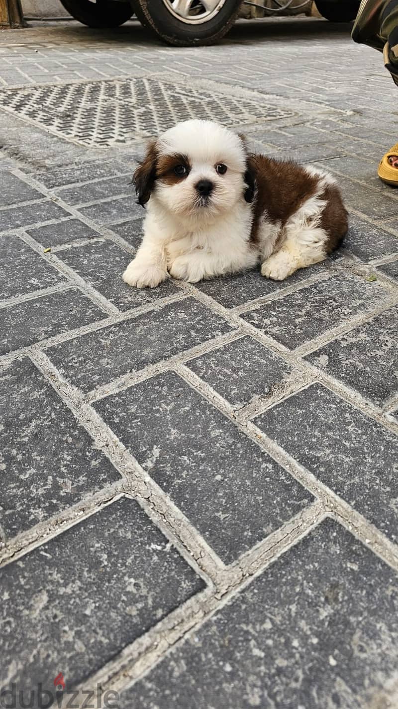 MALE SHIHTZU 1