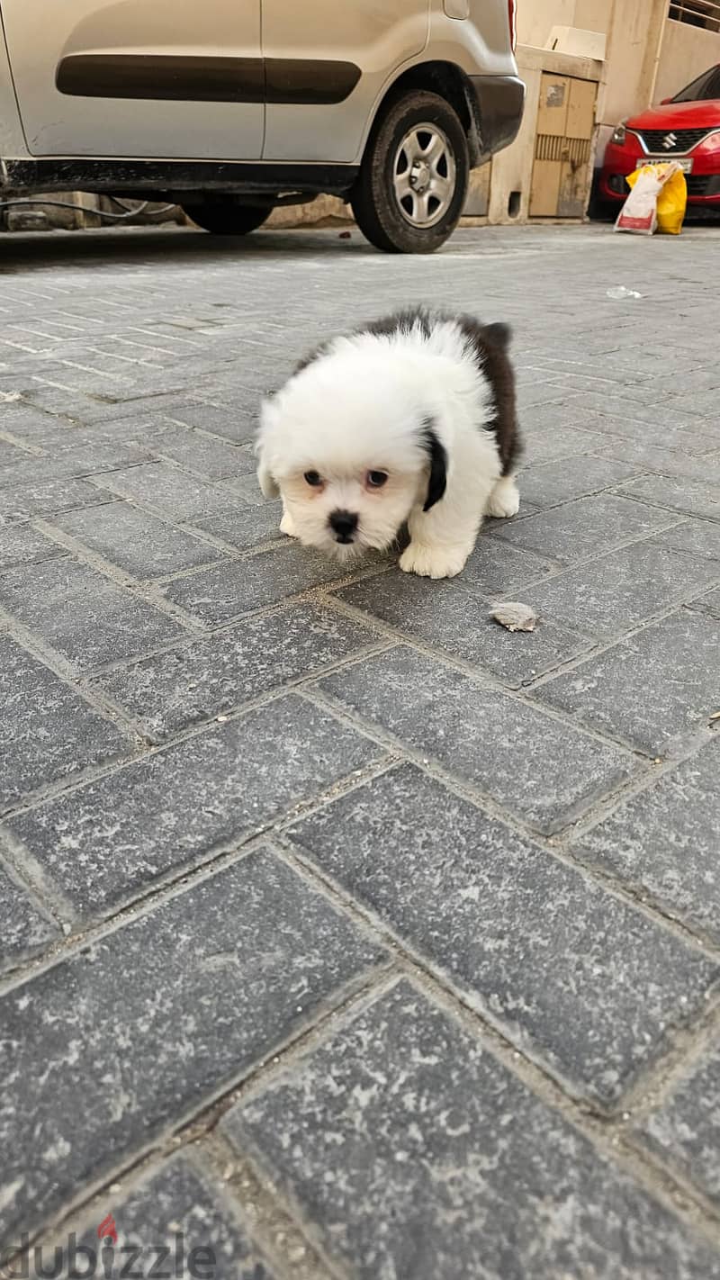 MALE SHIHTZU 2