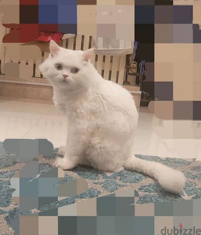 Persian Male Cat