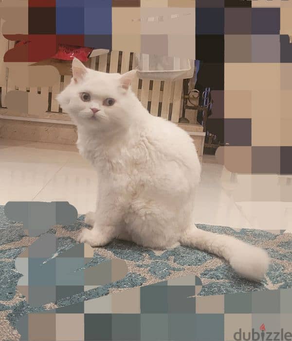 Persian Male Cat 0