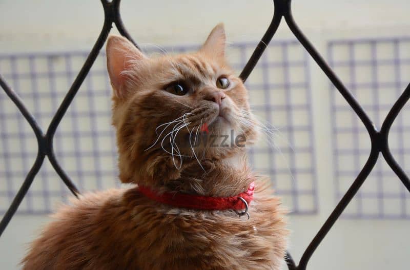 orange cat for sale 25 bd 2