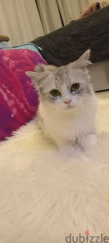 Royal persian beauty (cat)