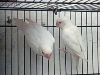 زوج فيشر البينو منتجfisher albino pair