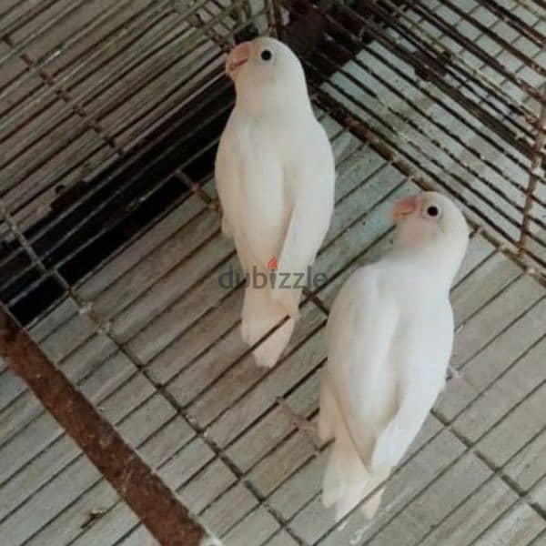 زوج فيشر البينو منتجfisher albino pair 1